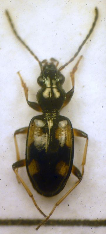 Ocydromus (Nepha) genei illigeri (Netolitzky, 1914) - Carabidae..JPG