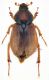 Anthypna hembra red firm.jpg