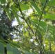 Acanalonia conica con Metcalfa pruinosa .jpg
