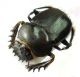 Escarabaeus 02.jpg
