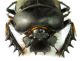 Escarabaeus 03.jpg