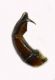 Escarabaeus 05.jpg