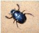 Escarabaeus 06.jpg