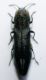Agrilus 1c.jpg