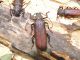 DSCF9021.JPG