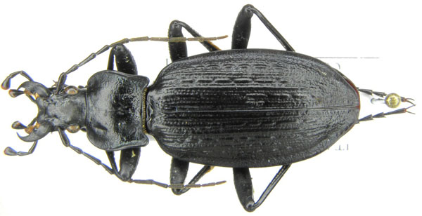 C. (Macrothorax) planatus Chaudoir, 1843 - Sicilia, PA, Monti Madonie.JPG