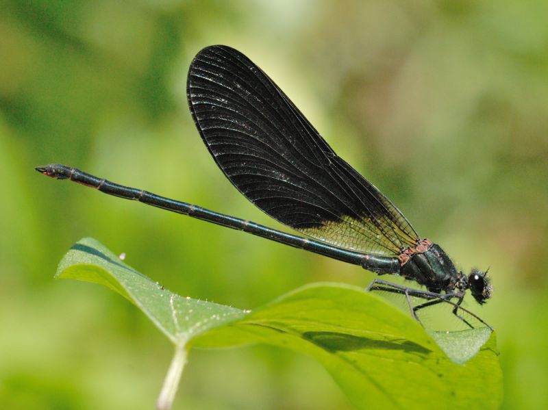 Calopteryx204.jpg