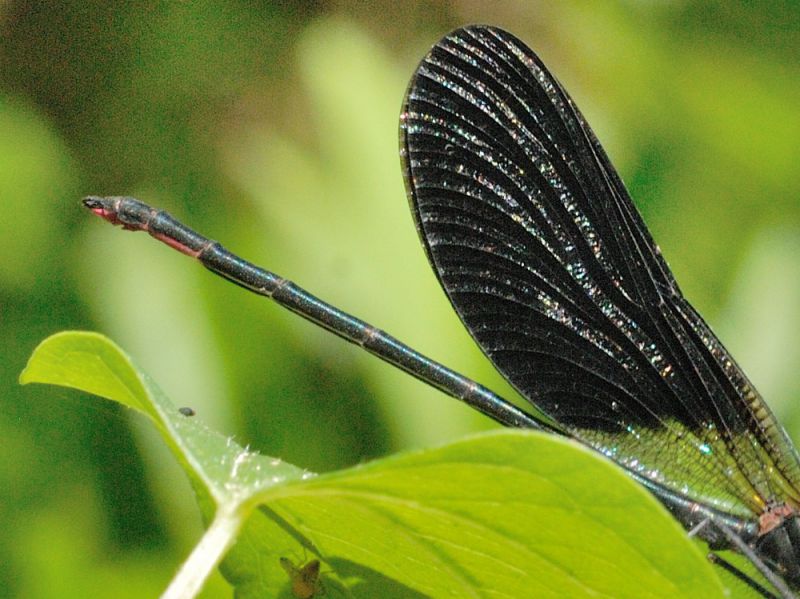 Calopteryx188.jpg