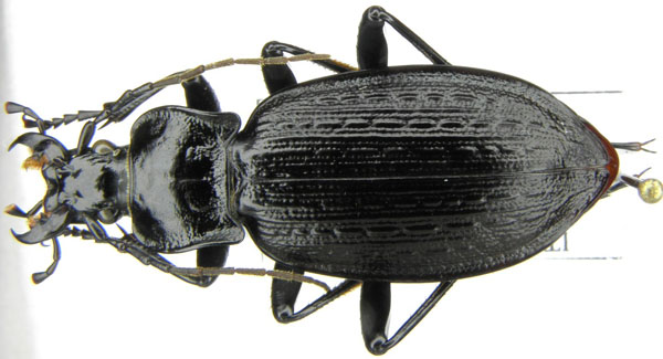 C. (Macrothorax) planatus Chaudoir, 1843 - Sicilia, PA, Monti Madonie (2).JPG