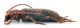 Comb0893_60crc.jpg