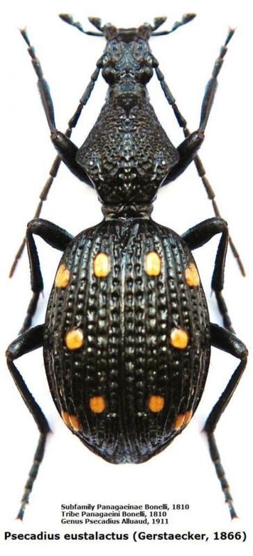 Psecadius eustalactus (Gerstaecker, 1866).JPG