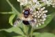 _DSC7963a_cr.jpg