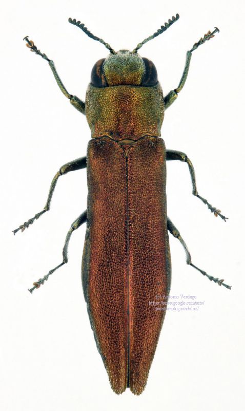 A viridis red firm.jpg