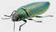 splendens4.jpg