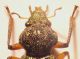 hydraenidae2.JPG