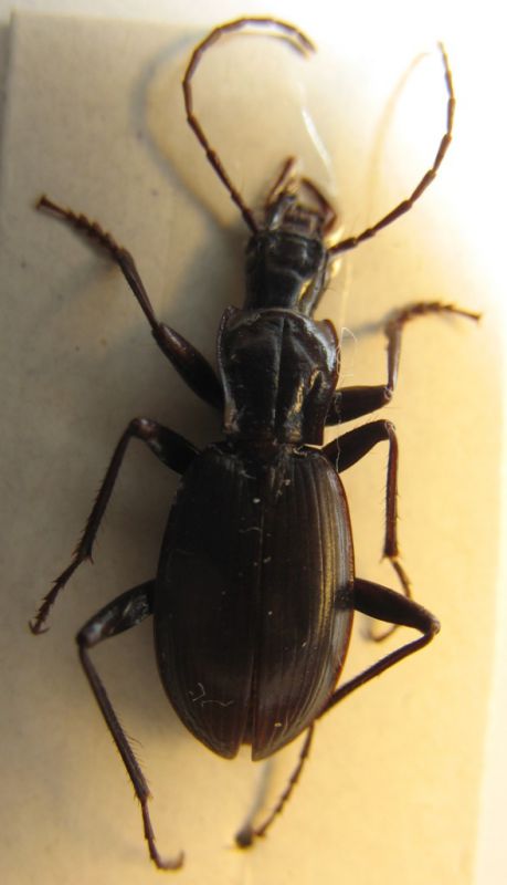 Laemostenus sp. compr.jpg