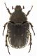Protaetia oblonga red firm.jpg