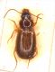 Orgosolo_FuntanaBona_31mag1966_4mm.jpg