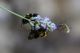 bombus_IMG_8448.jpg