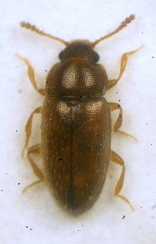 Cryptophilus integer (Heer, 1841) - Languriidae.JPG