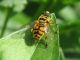 IMG_52990-49 Myathropa florea Syrphidae.JPG