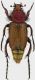 Eulasia daccordii male fullsize.jpg