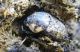 C.irroratus 1.JPG