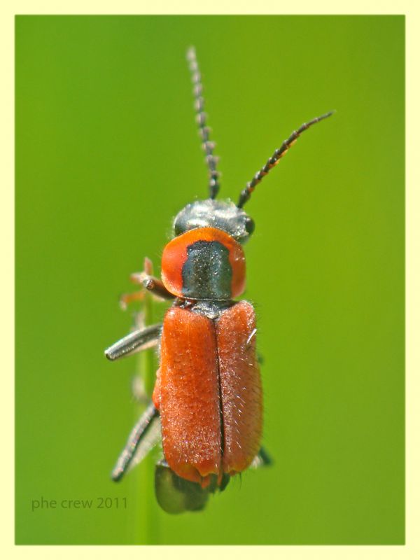 probabile Anthocomus coccineus - Ladispoli - palude torre Flavia - 13.5.2011 (1).JPG