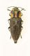 (Buprestide) Anthaxia manca (Linneo, 1767).JPG