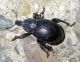Liparus sp. (1-8-12 Llesuí).jpg
