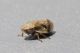 cicadella18_cr.jpg