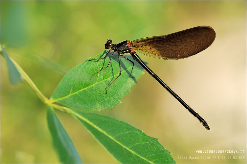 calopteryx.jpg