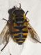 DSCF2790.jpg