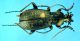 C-carinthiacus01.jpg