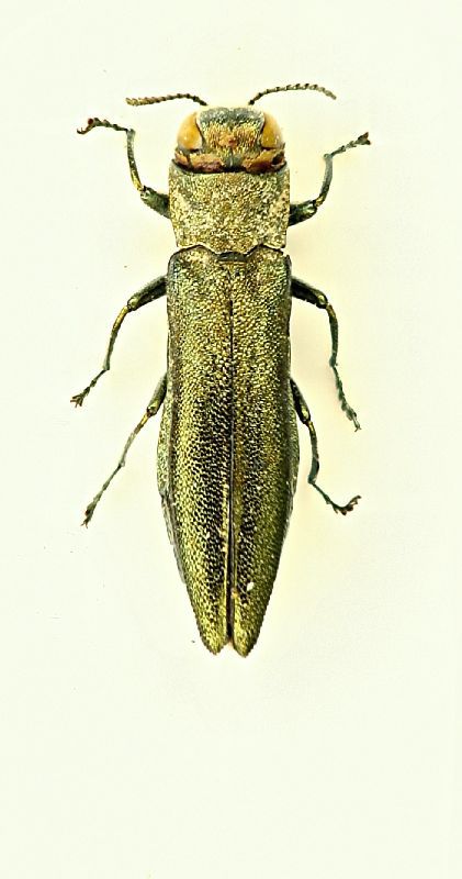 (Buprestide) Agrilus sp. 1.JPG