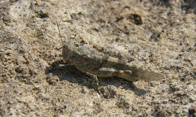 Sphingonotus caerulans.jpg