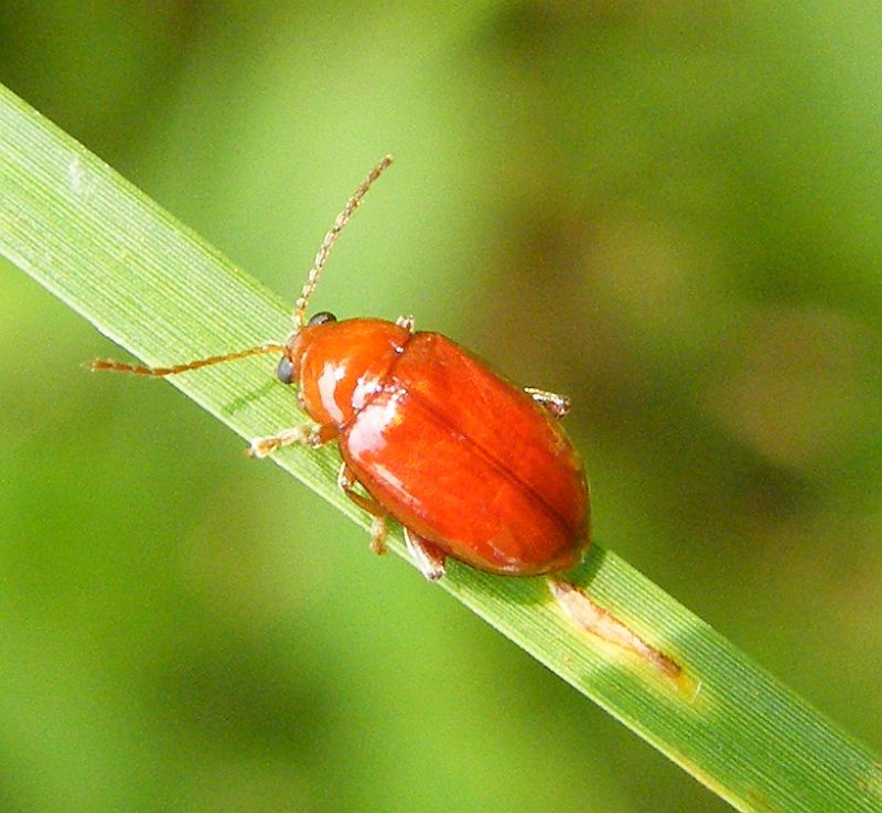 Lagria hirta - Temo - Diga di Monte Crispu.jpg