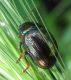 Chrysomelidae Chrysolina americana IMG_6184m.jpg