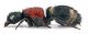 Comb0937_37crh.jpg