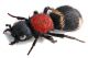 Comb0938_58crh.jpg