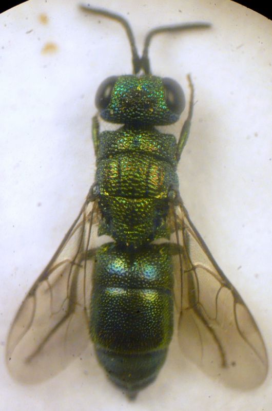 Chrysidea.jpg