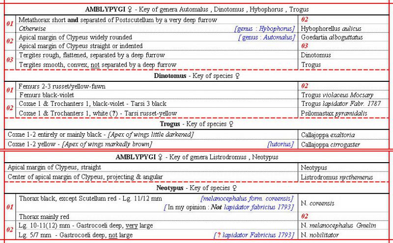 AMBLYPYGI F (3rd part) - ma Clé - Image - Flickr & Forum.jpg