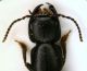 (Staphylinide) Ocypus 3b.JPG