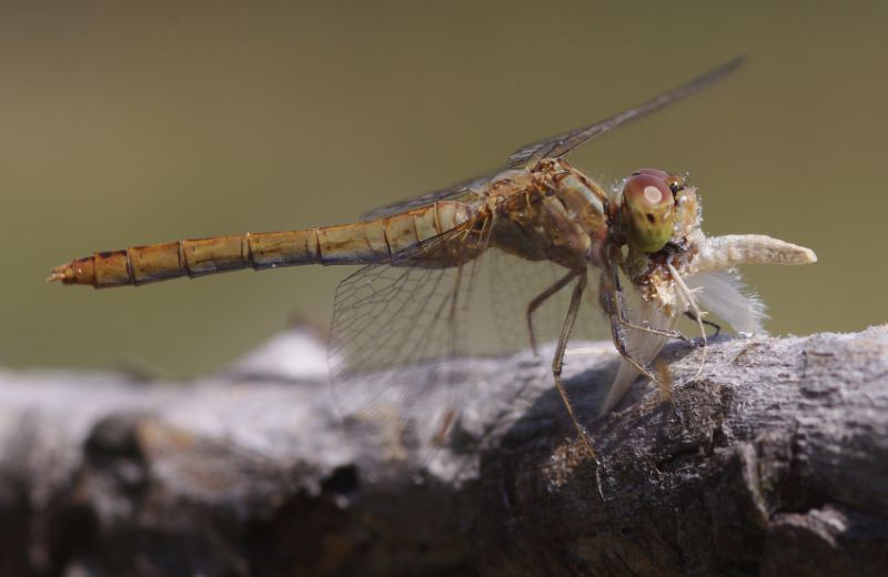 IMGP0388_Dragonfly_w_prey_sm.JPG