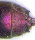 Chrysis Val Viola - codinopiccolo.jpg