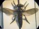 Asilidae 004 A.jpg