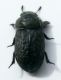 tenebrionide 1a.jpg