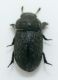 tenebrionide 1b.jpg