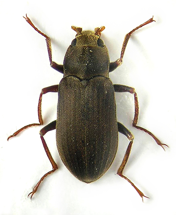 Pomatinus substriatus (Ph. Müller, 1806) Dryopidae.jpg