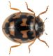 coccinella.jpg